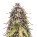 thumb of RS11 Rainbow Sherbert 11 Plant