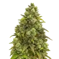 thumb of Sexxpot Auto Plant