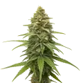 thumb of Skunk #1 Cannabis Plant