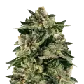 thumb of Skywalker OG Plant