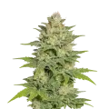 thumb of Sleepy Joe OG Auto Plant