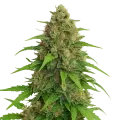 thumb of Strawberry Banana Auto Plant