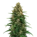 thumb of Strawberry Cough Auto Plant