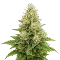 thumb of Super Boof autoflower plant