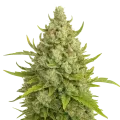 thumb of Super Lemon Haze Auto Plant