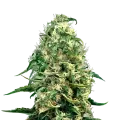 thumb of Super Silver Haze plant