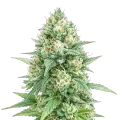 thumb of Plante de cannabis Tetra Express Autoflower