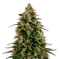 thumb of Watermelon Zkittlez Plant