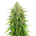 thumb of White Rhino Auto Plant