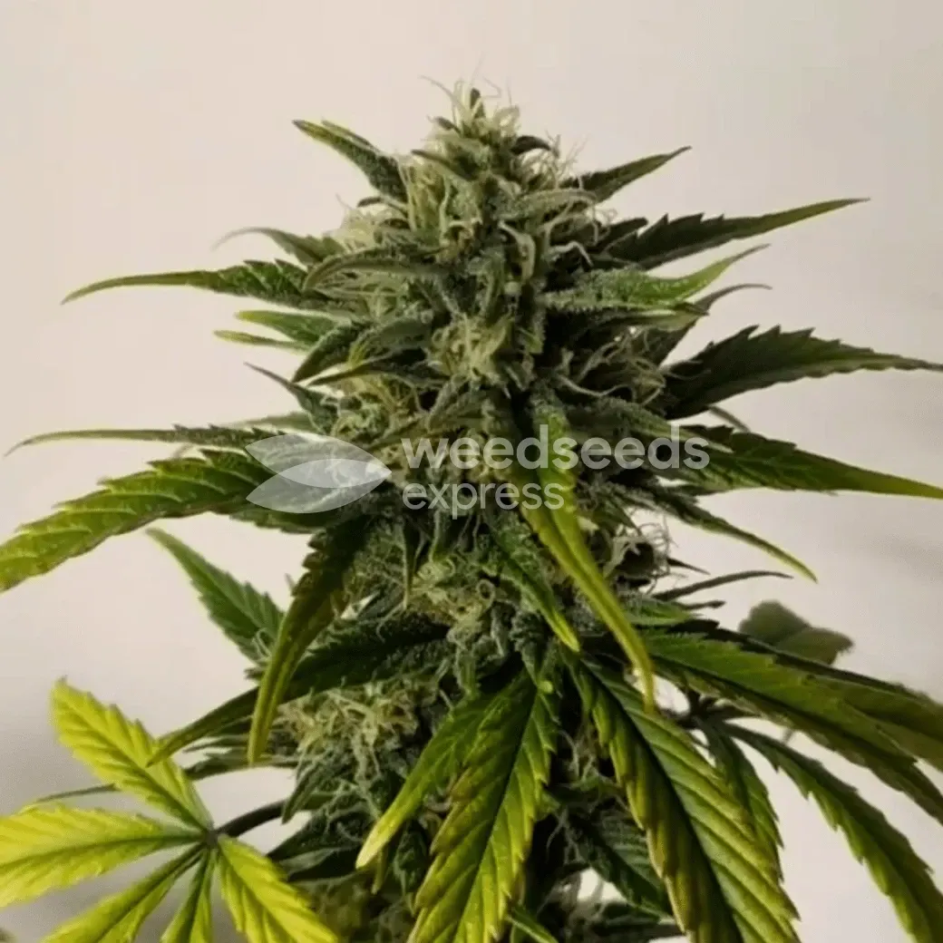Blue Dream plant gekweekt door klant