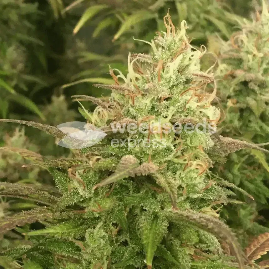 Gorilla Glue #4 cannabisplant