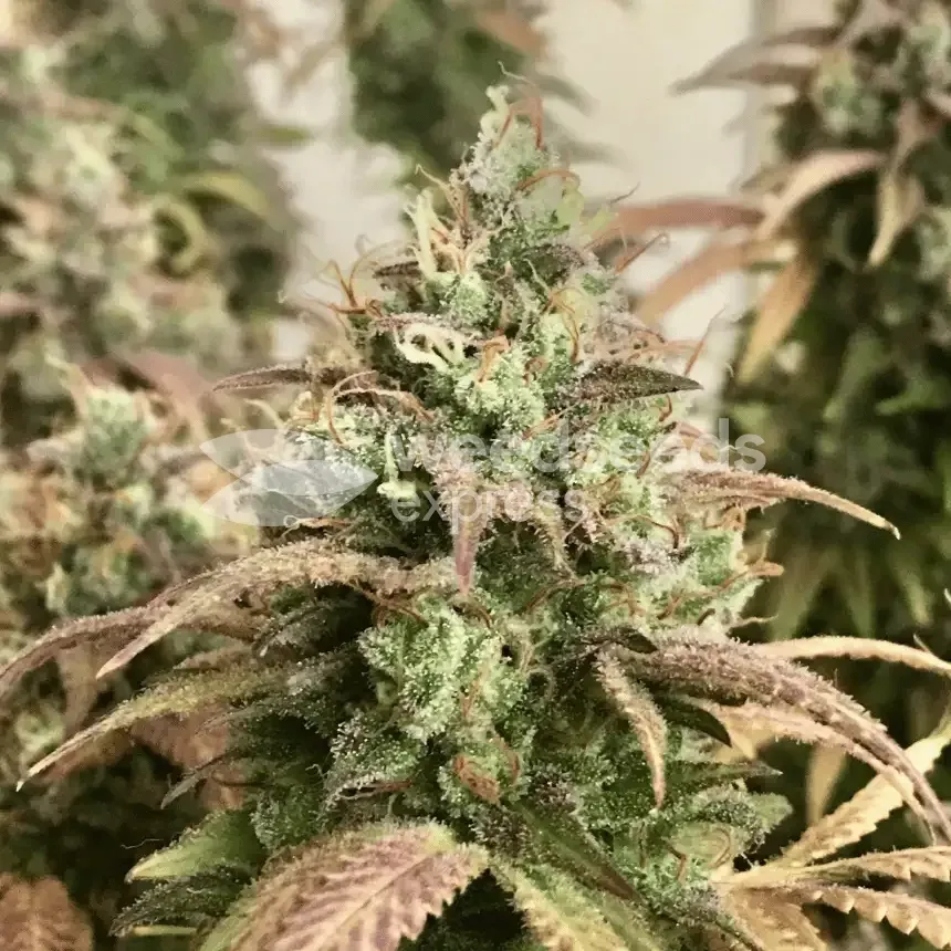 Gorilla Glue #4 gekweekt door klant