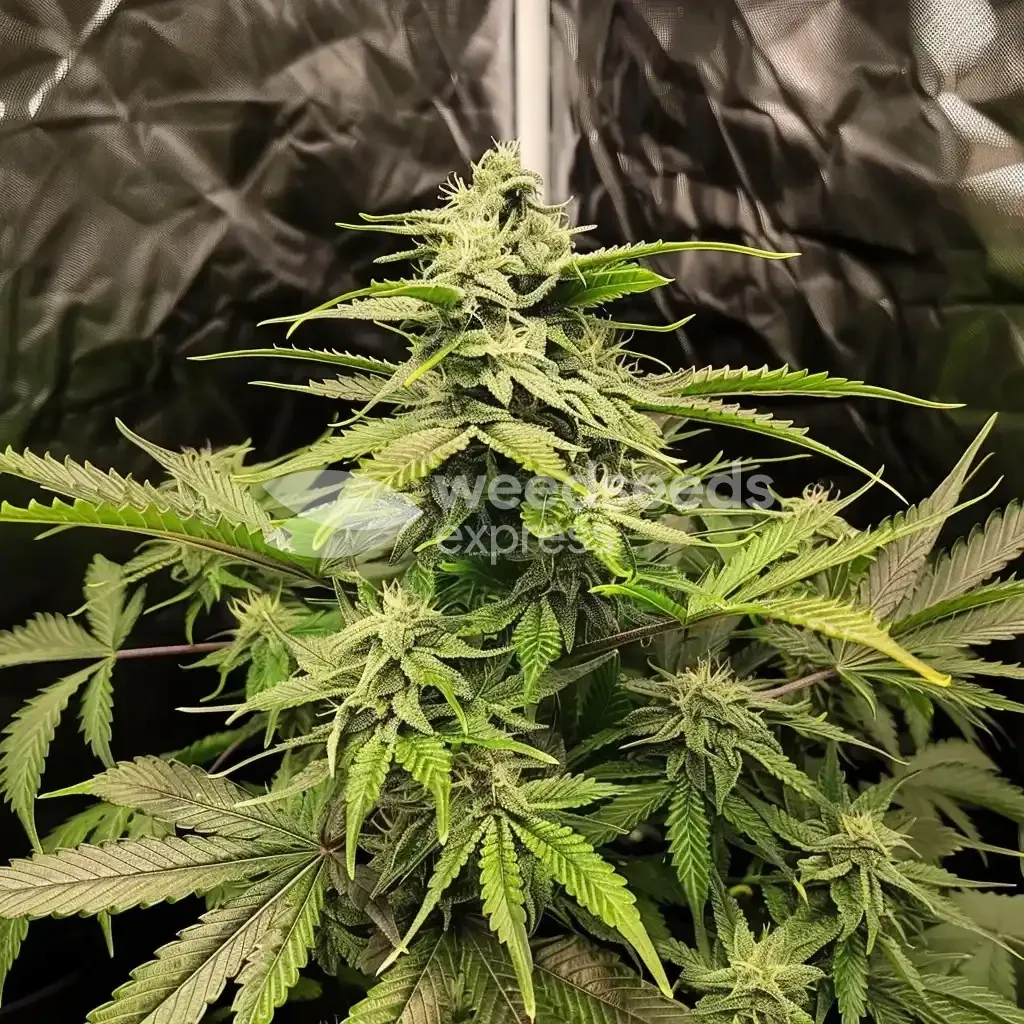 Northern Lights gekweekt door klant