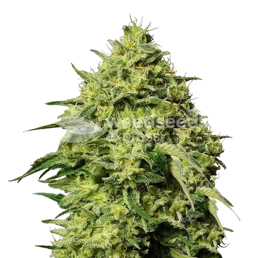 Amnesia Haze cannabisplant
