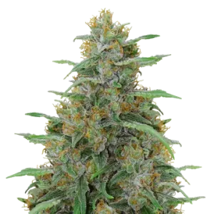 Adrenaline OG