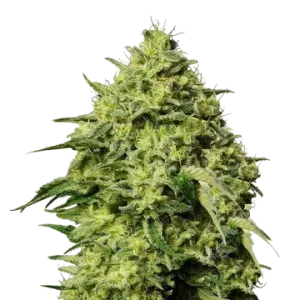 Amnesia Haze