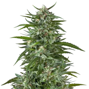 Aspirin OG
