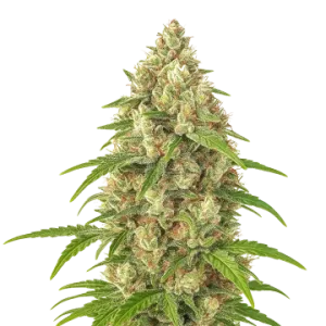 Banana Zkittlez Auto