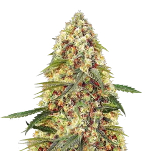 Banana Zkittlez