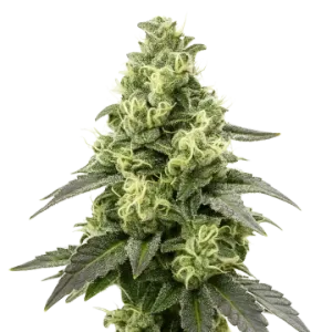 Black Widow Auto