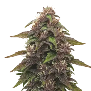 Blackberry Kush Auto