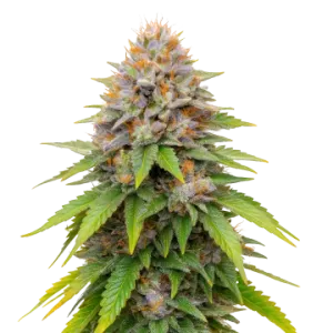 Blueberry Muffin