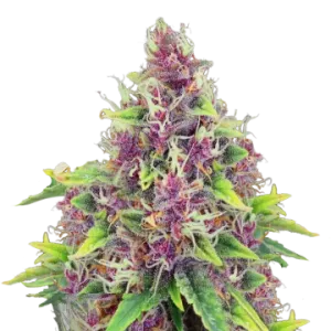 Blueberry