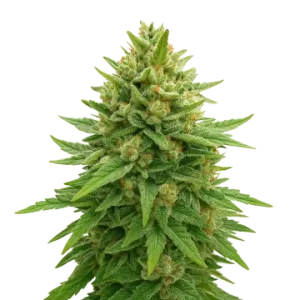 Bubba Kush Auto