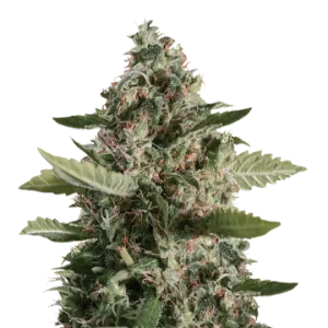 CBD Candida
