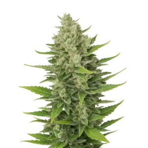 CBD Critical Mass Auto