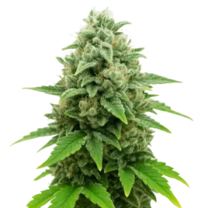 CBD White Widow Auto