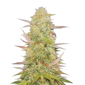 Chronic