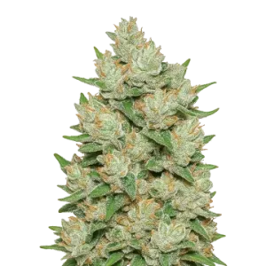 Cookies and Cream Auto