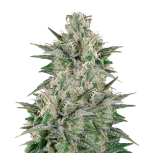 Critical White