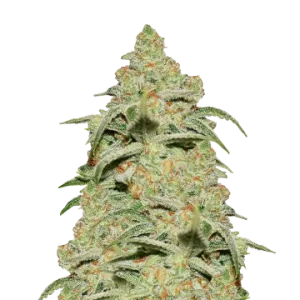 Crystal
