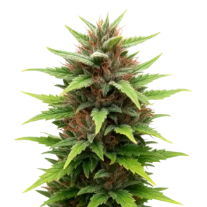 Durban Poison Auto