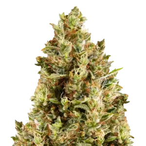 Forbidden Fruit