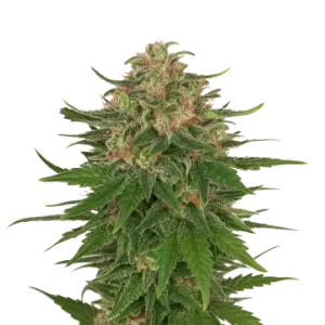 G13 Auto