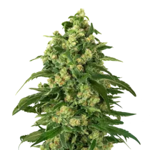 Girl Scout Cookies Auto