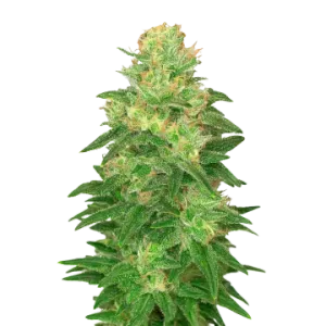 Glookies Auto