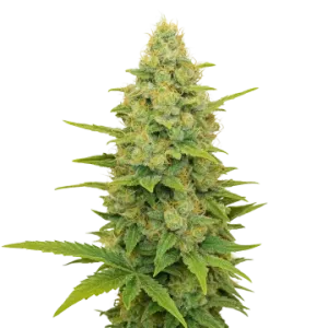 Gold Leaf Auto