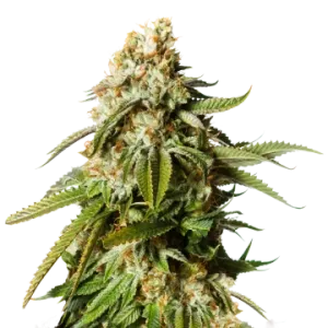 Gorilla Glue