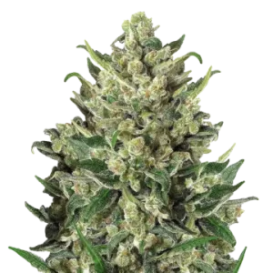 Green Poison