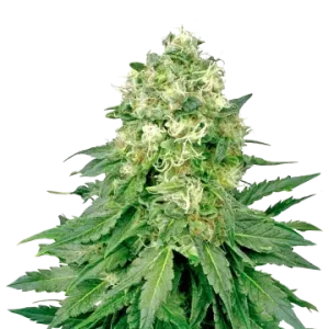 Jack Widow