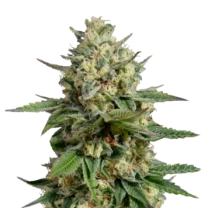 Kosher Kush
