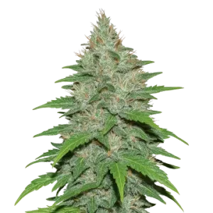 LA Confidential Auto