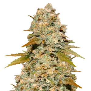 Maple Leaf