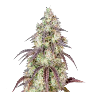 Mendo Breath
