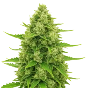 Northern Lights Auto