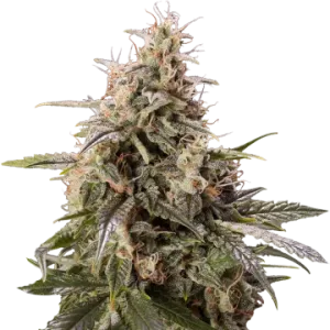 Peanut Butter Breath